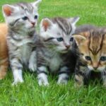 Pramono Anung Rencanakan Wisata Pulau Kucing di Jakarta