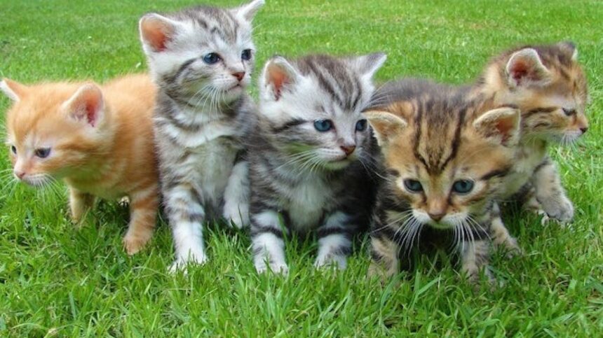 Pramono Anung Rencanakan Wisata Pulau Kucing di Jakarta