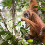BRIN Dorong Koridor Satwa untuk Selamatkan Orangutan Tapanuli