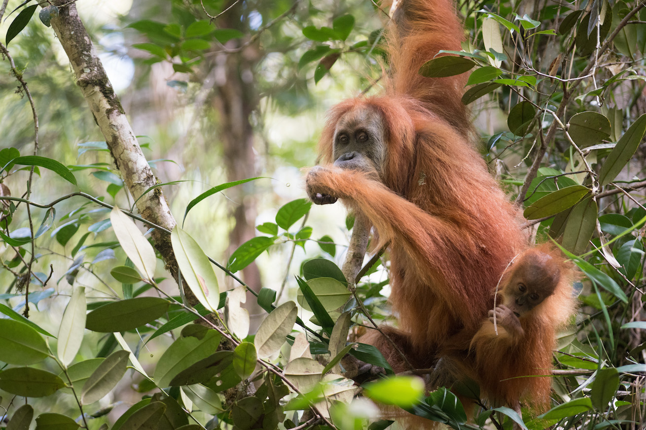 BRIN Dorong Koridor Satwa untuk Selamatkan Orangutan Tapanuli
