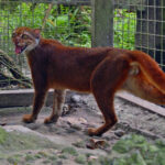 Kucing Langka Muncul Lagi di Kalimantan Setelah 20 Tahun