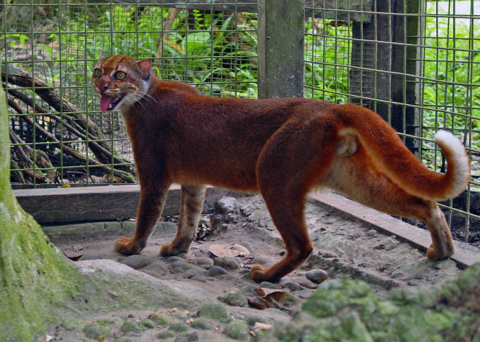 Kucing Langka Muncul Lagi di Kalimantan Setelah 20 Tahun
